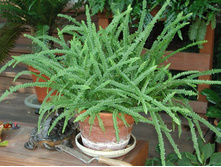 ���������� �������������- ������ �������� �������� �.�.