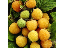 ������ ������ ��������-179