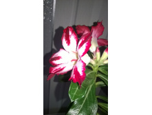 WP 20150928 14 47 24 Pro.jpg