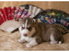 №2 �������