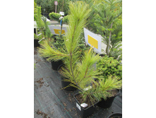 �.��������� �����1700