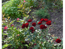 DSC 0944.JPG