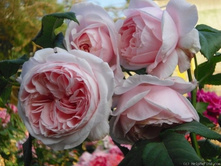 Nahema 11,39 ����� 100�� -33,30