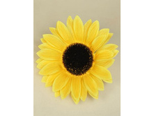 40/2184� ��������� ������� (� ��. 12��)