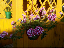 IMG 20150612 182918.jpg