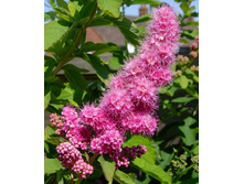 ������ ��������.-117