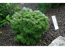 ����� koreana Doni Tajuso 15-20cm Co-2l-19,49.jpg