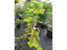 ����������� 1400