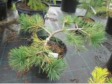 �.��.������� 900