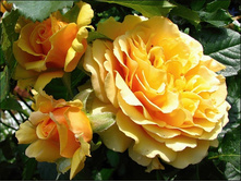 Amber Queen-10,80.jpg