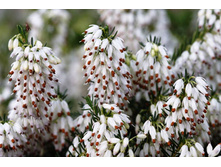 ����� Isabell-2,40