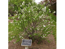 ����� ���������� ������ �����-243