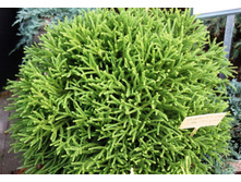 ����������� jap.Little Champion 15-20cm C2-18,00