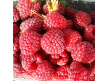 ������ �������-179