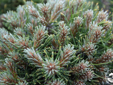 ����� mugo Winzig 15-20cm Co-4-26,16.JPG