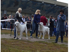 ������ ������