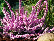 Calluna Peter Sparkes-1,56