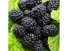 ������� ���� �����-161