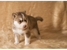 №2 �������