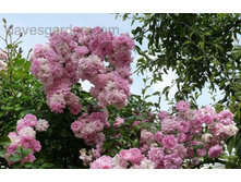 Super Fairy-11,95.jpg