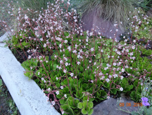 ����������1.jpg