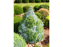 ��� glauca Arnesons Blue Variegated 20-25cm C2-23,49