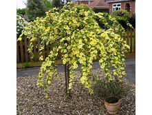 Canary Bird ����� 100��-32,0.jpg