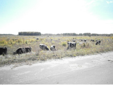 ����� �� �������