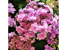 � ��� �� ������� ���� No2