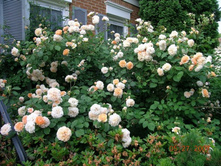 Buff Beauty -11,95.jpg