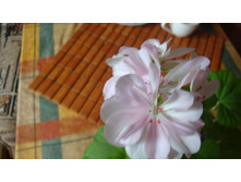 ���������� Rose of Amsterdam