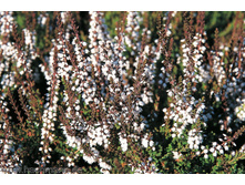 Calluna Mirato-1,75.jpeg