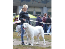 ������ ������