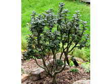 Salix (���) boydii 15-20cm C3-12,32