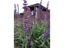 ������ �� ������