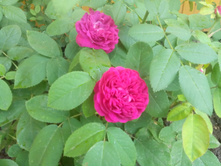 IMG 20150619 150321.jpg