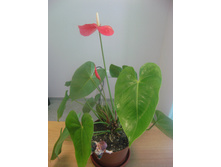 �������� �������