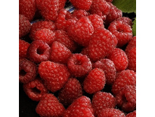 ������ �����-179