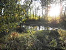 ������ ����