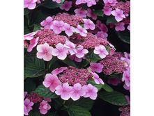 ��������� ������ �������� 141�