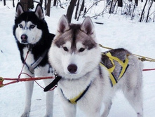 ���� - GRAFFSIBERIANS MIDGARD