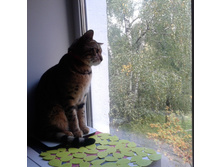 IMG 20150915 131143.jpg