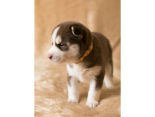 №1 �������