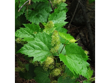 �������� ��������� �����-179