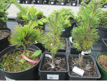 ����� ����������� �����900-�.������ �����1300