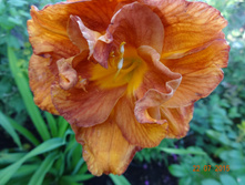 Mary Brown.jpg