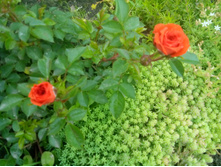 IMG 20150619 150255.jpg