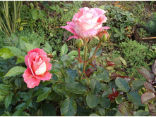 �������