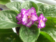 Lion's Pirate's Treasure.