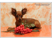 4 ������